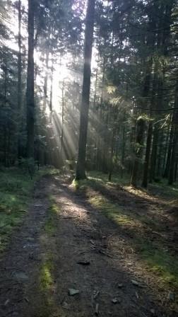 waldspaziergang rudi